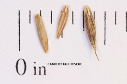 Tall Fescue - Camelot